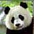 Panda icon graphics