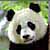 Panda icon graphics