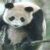 Panda icon graphics