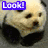 Panda icon graphics