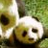 Panda icon graphics