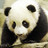 Panda icon graphics