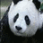 Panda icon graphics