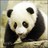 Panda icon graphics