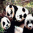 Panda icon graphics