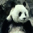 Panda icon graphics
