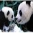 Panda icon graphics