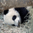 Panda icon graphics