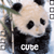 Panda icon graphics