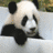 Panda icon graphics