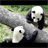 Panda icon graphics