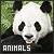 Panda icon graphics