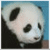 Panda icon graphics