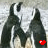 Penguin icon graphics