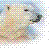 Polar bear icon graphics