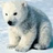 Polar bear icon graphics