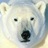 Polar bear icon graphics