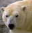 Polar bear icon graphics