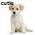 Puppy icon graphics