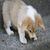 Puppy icon graphics