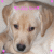 Puppy icon graphics