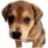 Puppy icon graphics