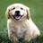Puppy icon graphics