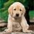 Puppy icon graphics