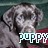 Puppy icon graphics