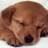 Puppy icon graphics