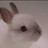 Rabbits icon graphics