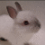Rabbits icon graphics