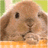 Rabbits icon graphics