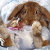 Rabbits icon graphics