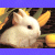 Rabbits icon graphics