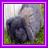 Rabbits icon graphics