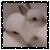 Rabbits icon graphics