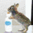Rabbits icon graphics