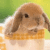 Rabbits icon graphics