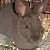 Rabbits icon graphics
