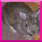 Rabbits icon graphics