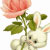 Rabbits icon graphics
