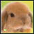 Rabbits icon graphics