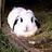 Rabbits icon graphics