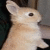 Rabbits icon graphics