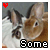 Rabbits icon graphics