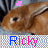 Rabbits icon graphics