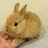 Rabbits icon graphics