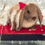 Rabbits icon graphics
