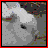 Rabbits icon graphics